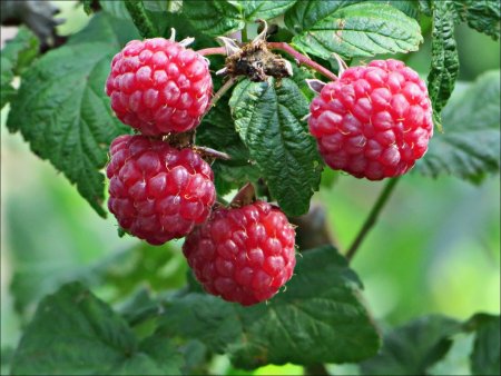 Ягодник малина