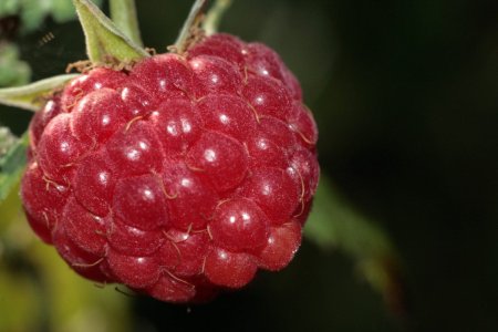 Ветка малины