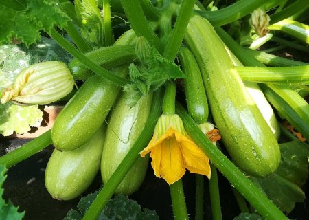 Кабачок Хьюго f1