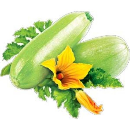 Кабачок на прозрачном фоне