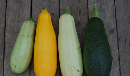 Цукини и кабачки разница