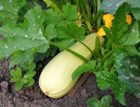 Кабачок сорт малыш