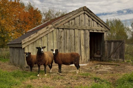 Хлев для овец овчарня