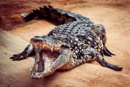 Болотный крокодил (Crocodylus palustris)