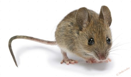 Хвост мыши