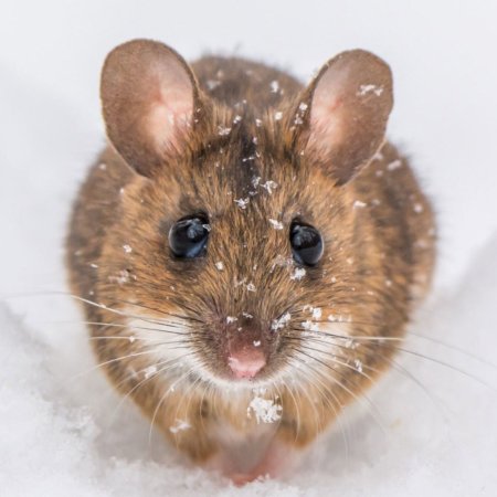 Мышиное ушко