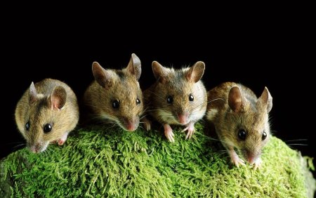 Мышиные (семейство)