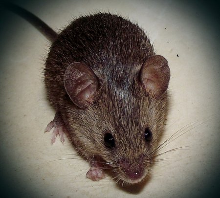 Коричневая мышка