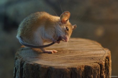 Мышь Живая