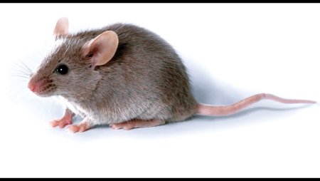Мышка серая