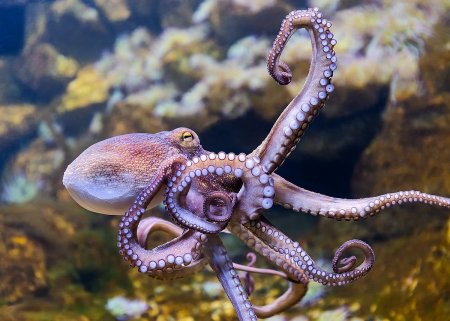 Каракатица и осьминог