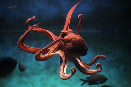 Осьминог Octopus vulgaris