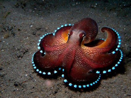 Биолюминесцентный осьминог / stauroteuthis syrtensis