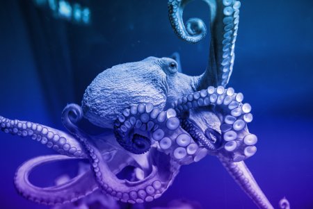 Осьминог Octopus vulgaris