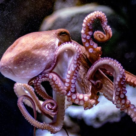 Осьминог Octopus vulgaris