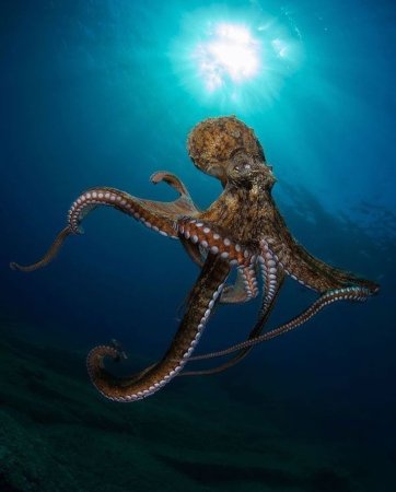 Осьминог Octopus vulgaris