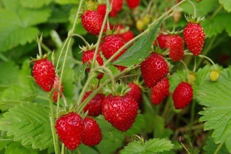 Земляника Лесная (Fragaria vesca)