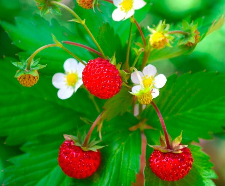 Fragaria vesca Alpine