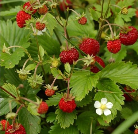 Земляника Лесная (Fragaria vesca)