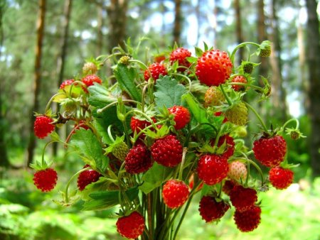Земляника Лесная (Fragaria vesca)