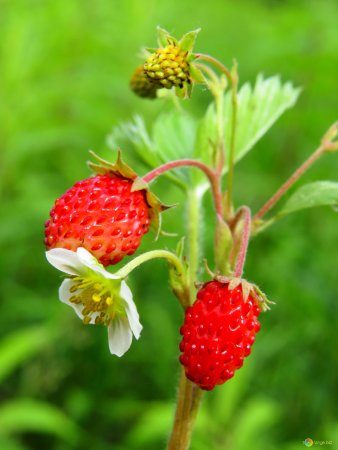 Земляника Лесная (flagariaversa)