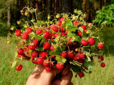 Земляника Лесная ремонтантная