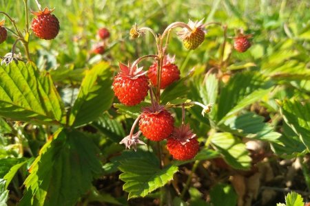 Fragaria aardbei клубника