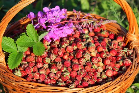 Лесная клубника и земляника
