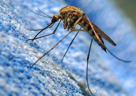 Culicidae (кровососущие комары)