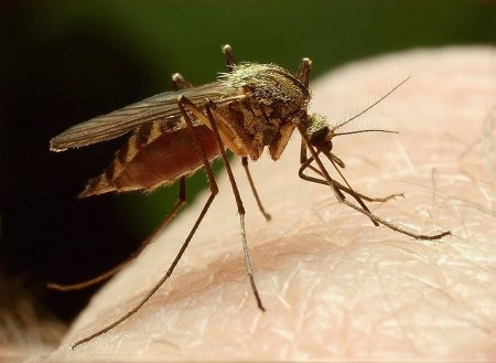 Комар обыкновенный (Culex pipiens)