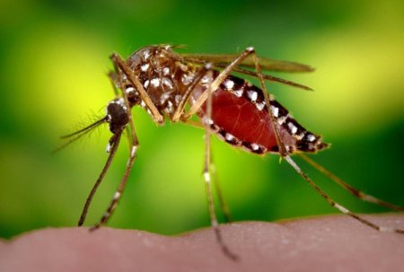 Комаров Aedes albopictus