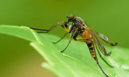 Красивый комар