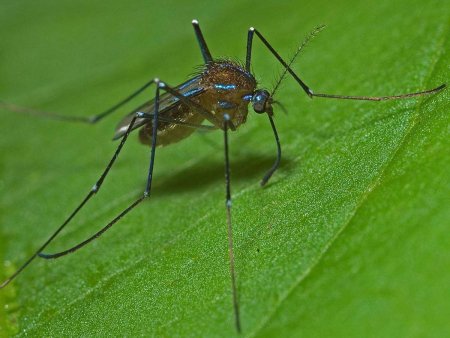 Uranotaenia unguiculata