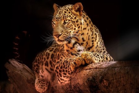 Шикарный леопард