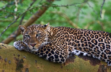 Переднеазиатский леопард