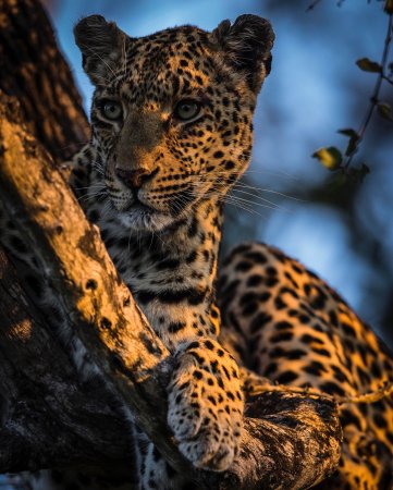 Леопард леопардёнок