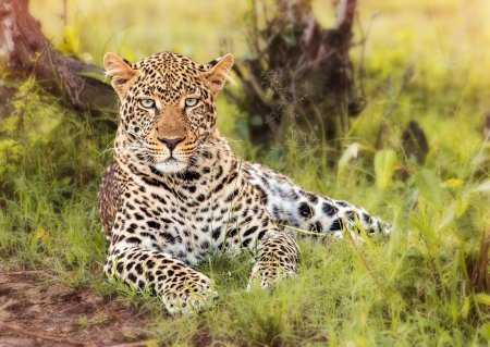 Амурский леопард взгляд