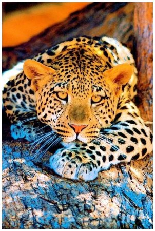 Берберийский леопард