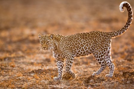 Изображение леопарда