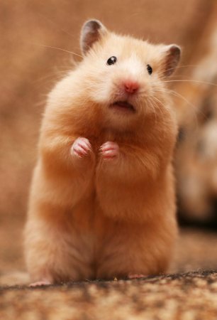 Рыжий хомяк