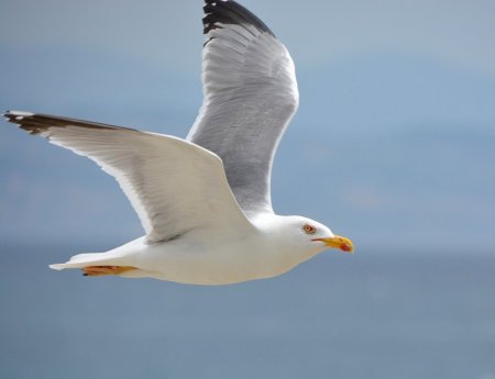 Чайка Буревестник