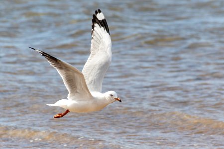 Чайки птицы