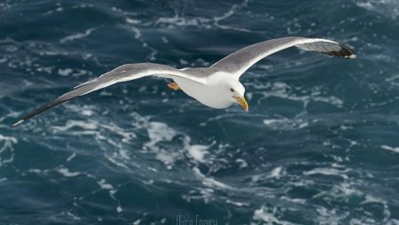 Чайка Буревестник Альбатрос