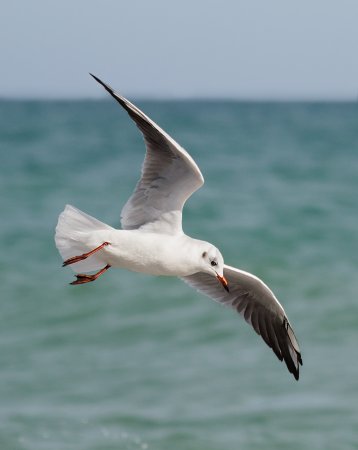 Морские Чайки