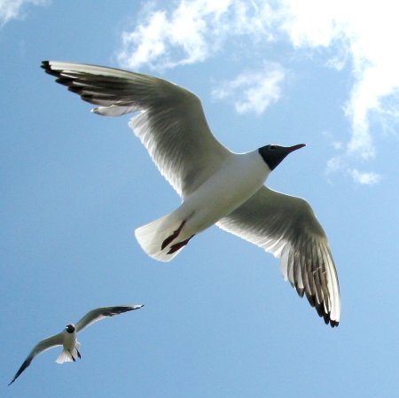 Чайка птица