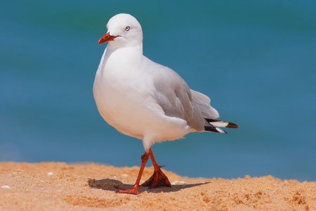 Заполярная Чайка