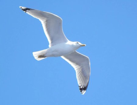 Чайки в полете