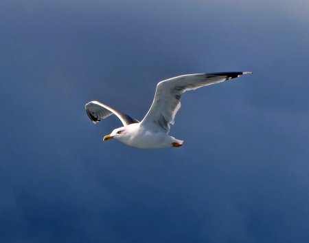 Чайка в полете снизу