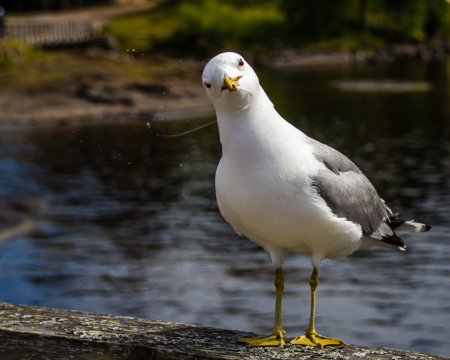 Чайка Приморского края