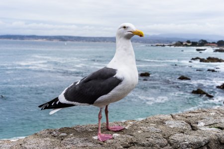 Морские птицы Баклан Альбатрос